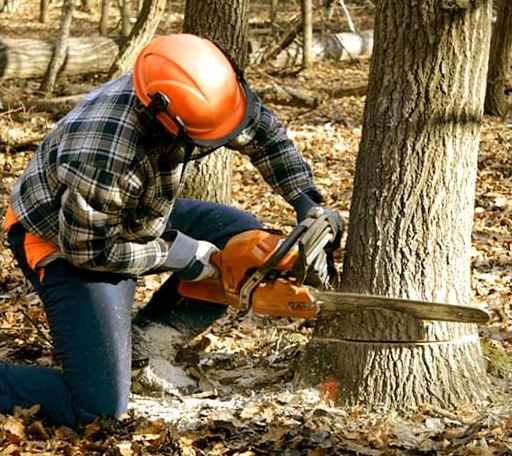Tree Removal in Algoma, WI